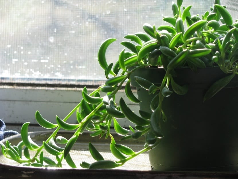 planta-rastrera-en-maceta