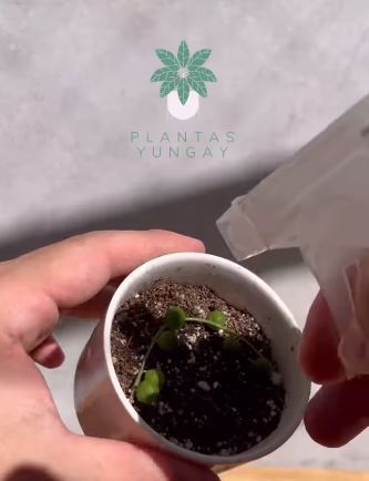 planta6222