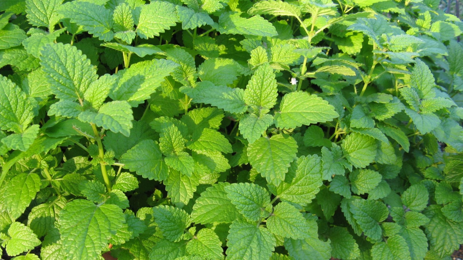 Melissa_officinalis