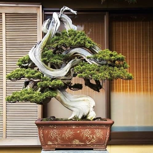 #kuromatsu #bonsai #londrina #euqueroumbonsai #garden #plantas #flores #pinus #beleza #amor#bonsailife #bonsaitree #bonsaiart#bonsaipots #shimpaku #juniperus#itoigawa#cultura #bonsaigram#bonsaitree