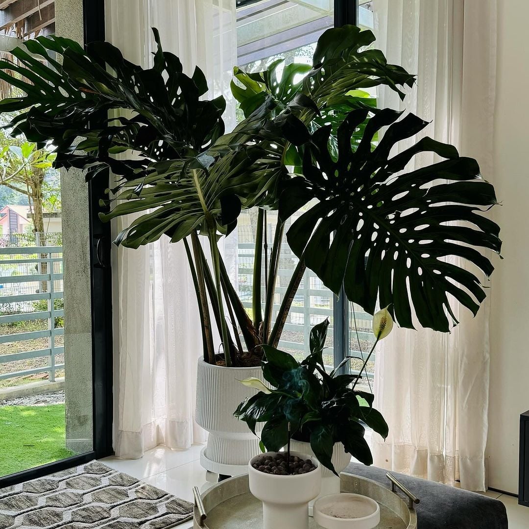 Giant Monstera With Ceramic Pot (5.5-6FT)Giant Monstera is tropical woody perennial plant, yes of course is a houseplant that can make your house feel like tropical vibe as long as it gets enough INDIRECT SUNLIGHT a