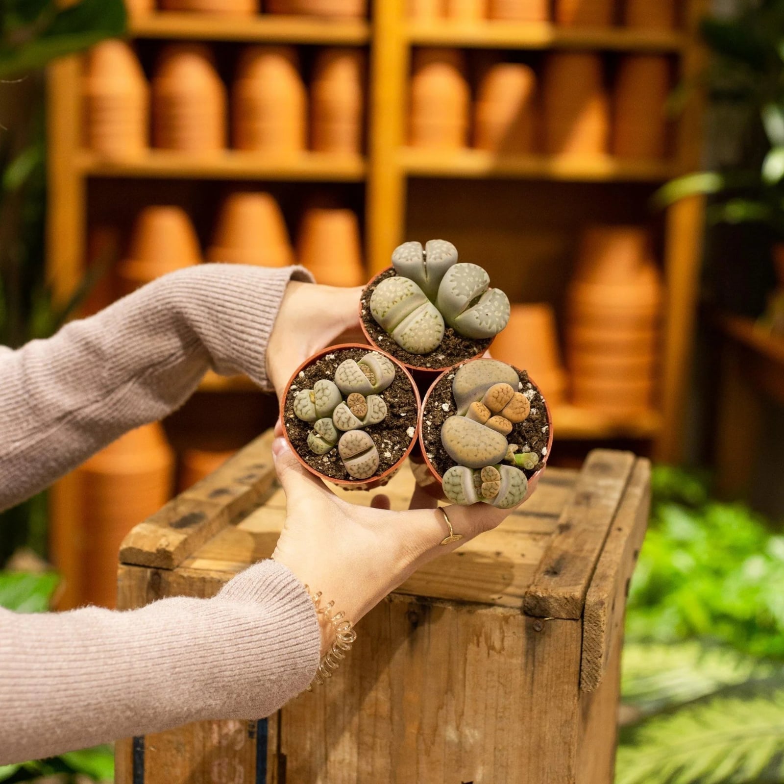 Lithops_2