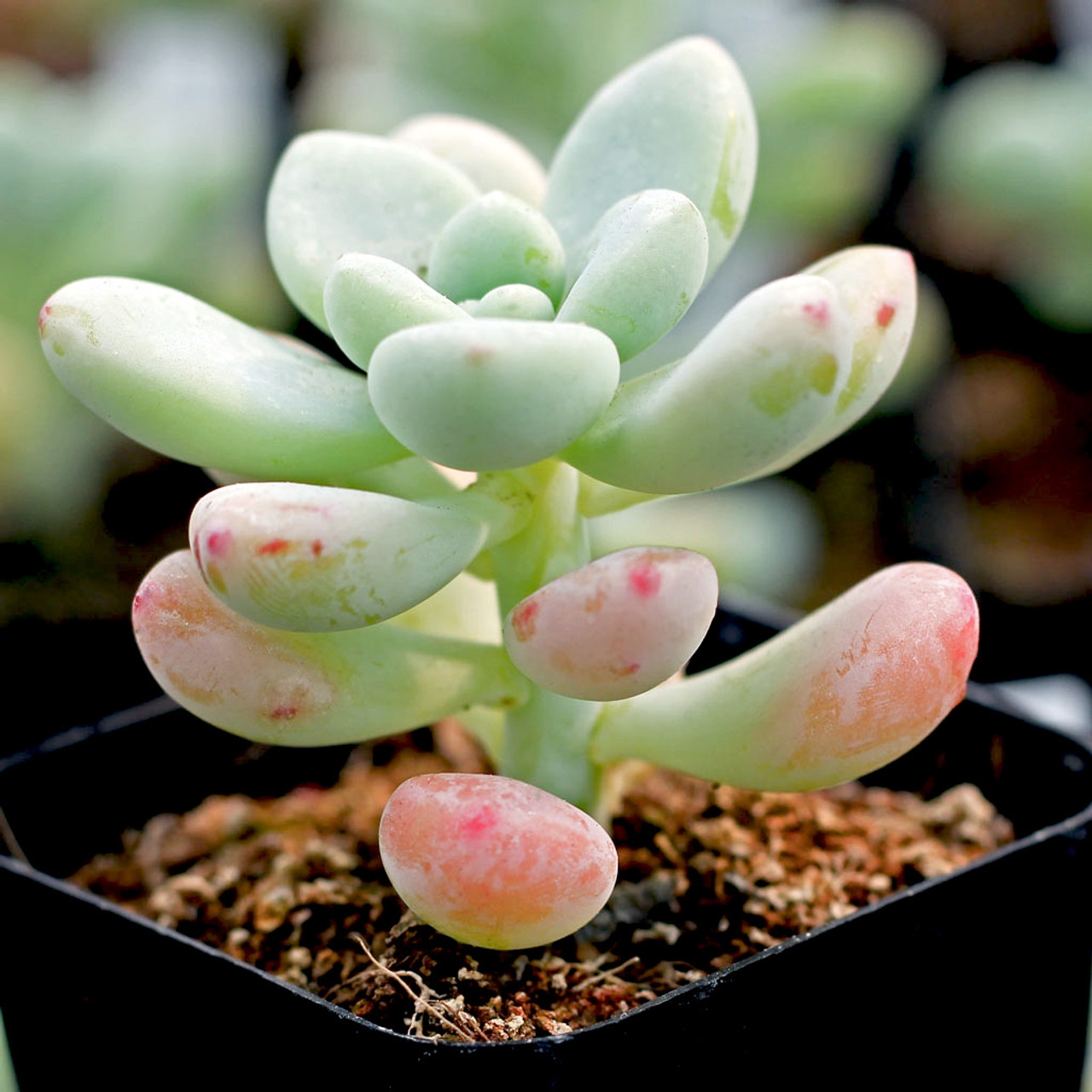 sedum_clavatum_september__85135