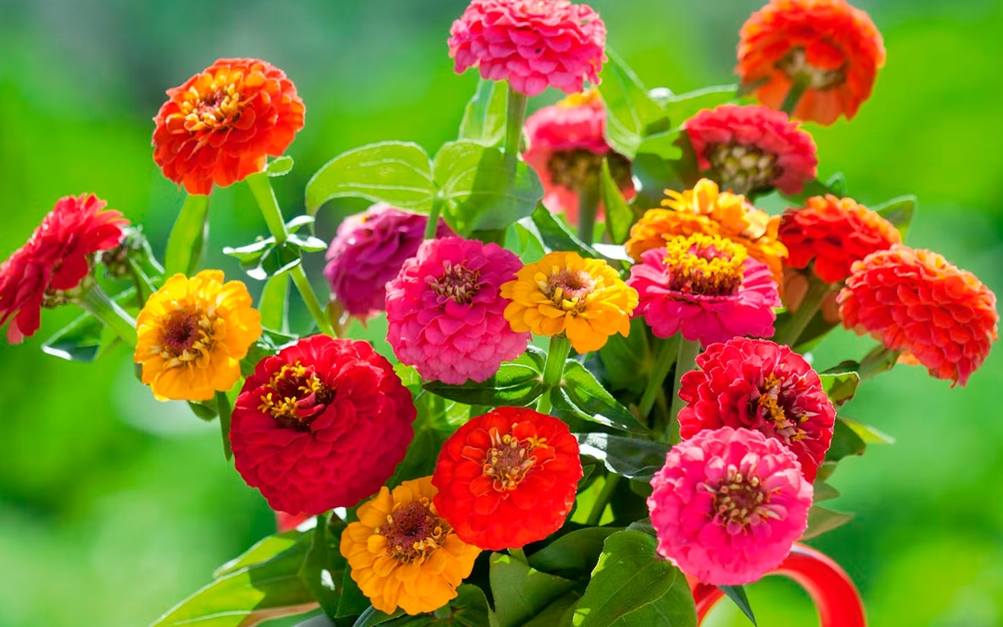 como-cultivar-zinnia