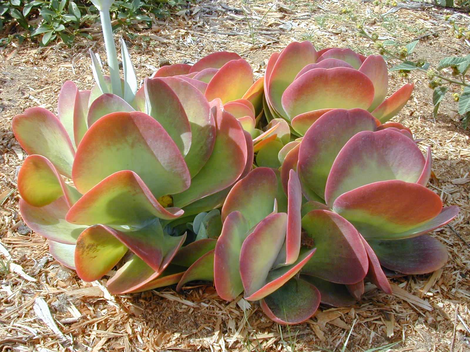 Starr_011104-0034_Kalanchoe_thyrsiflora