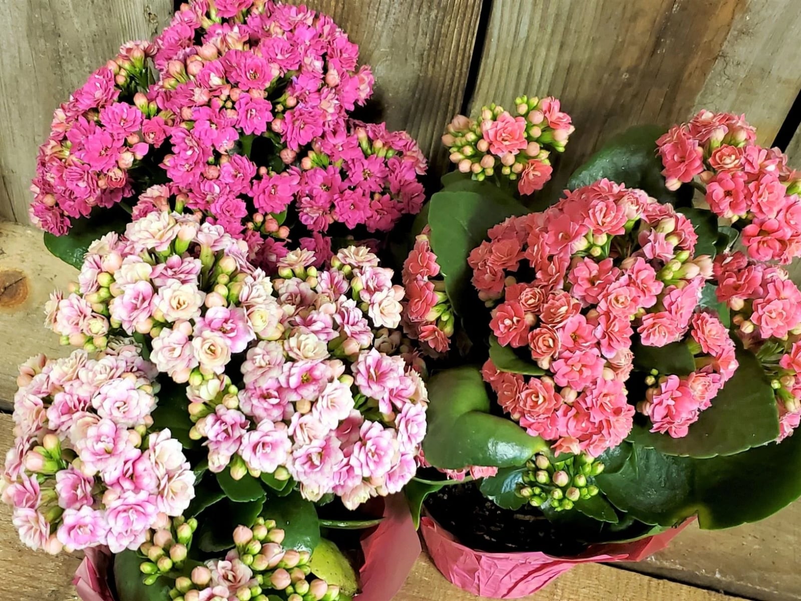 KalanchoeE_sFlorals_e9c275c5-939a-4617-bb67-d1831c599e44_1632x