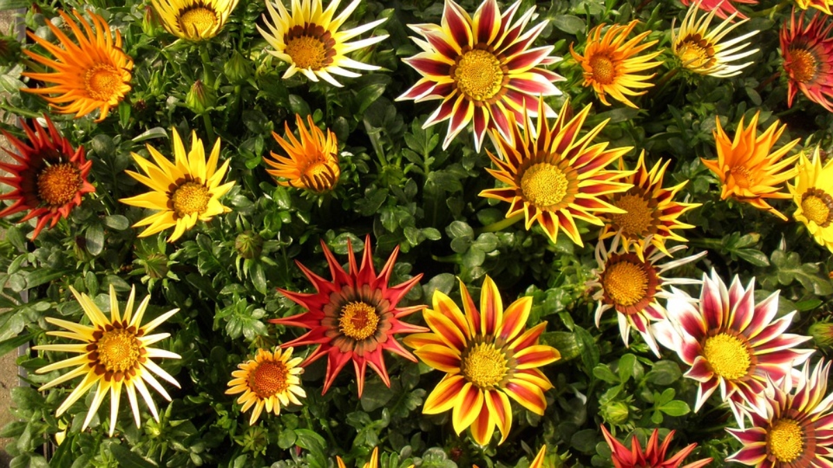uz7sSyzbz9SLGJC5a-como-plantar-gazania