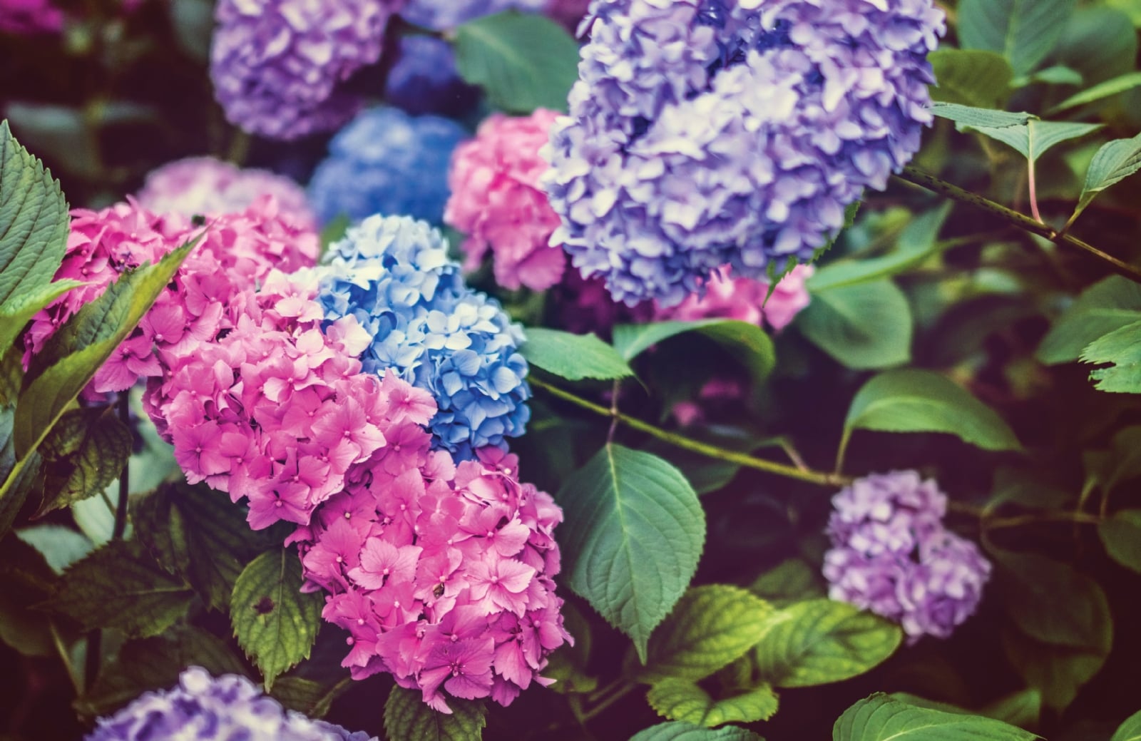 Hortensia
