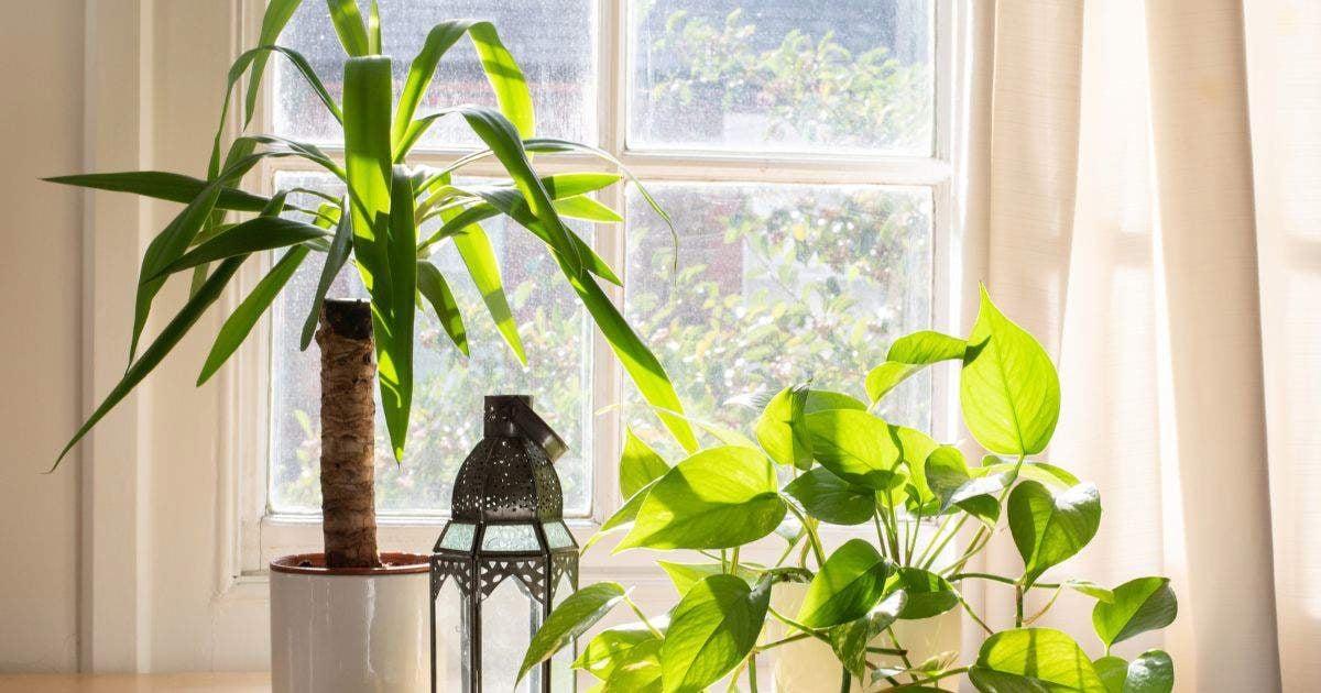 planta-yuca_f2c3fd20_231010121712_1200x630