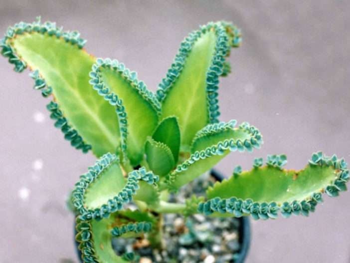 Kalanchoe-laetivirens-Madre-de-miles
