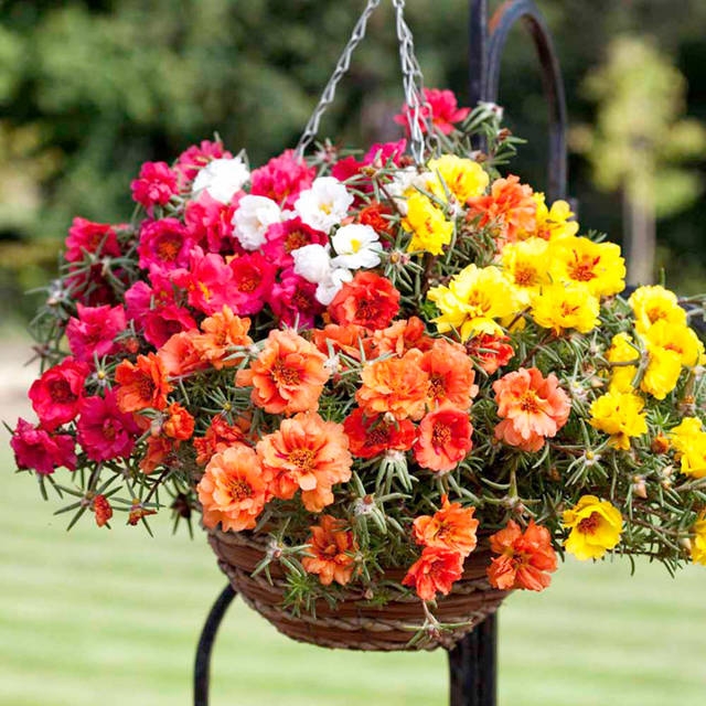 Portulaca-Happy-Trails-Mixture