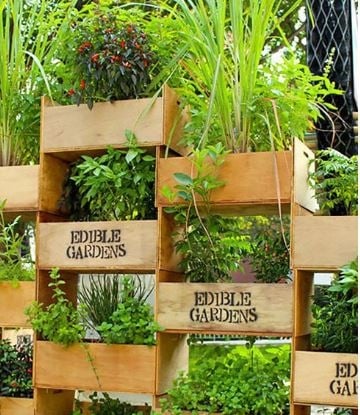 vegetal 22
