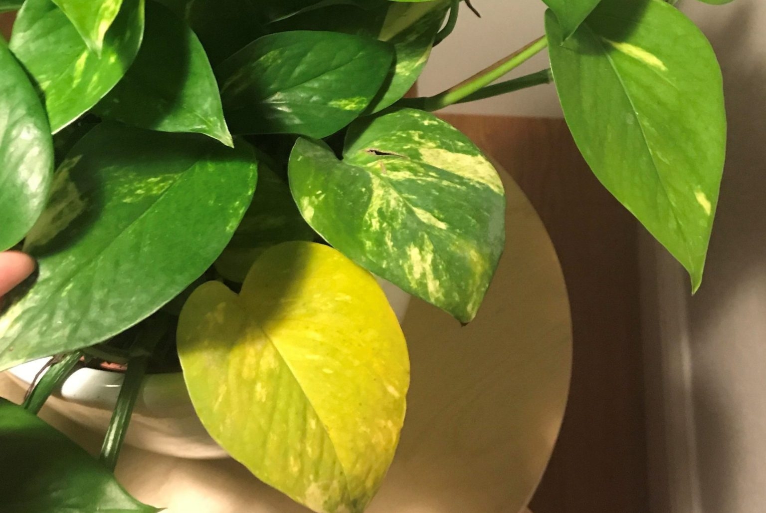pothos-hojas-amarillas-min-scaled-e1683177452828-1536x1028
