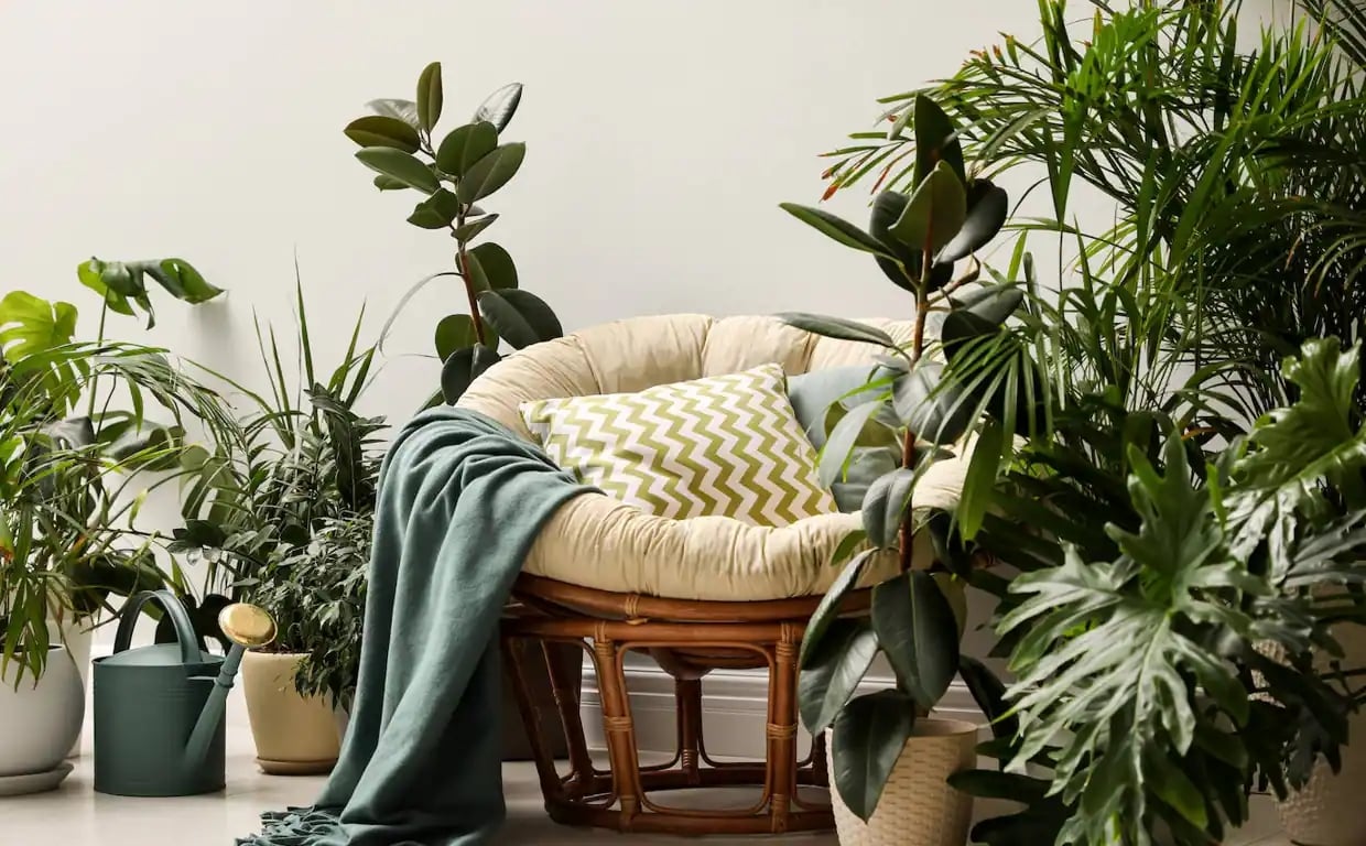 plantas-interior-verde-RwdWtQEBEH4dGcGbI2frZON-1240x768abc