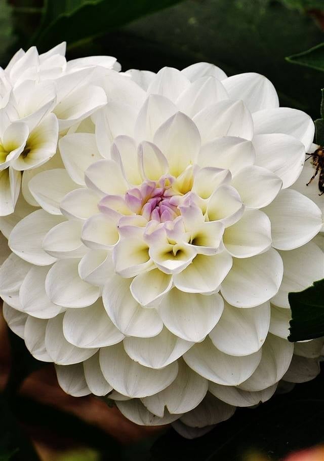 flor balcna 99