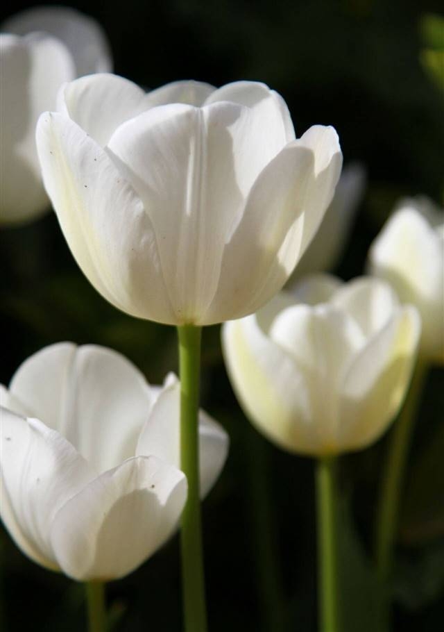 flor balnca 33