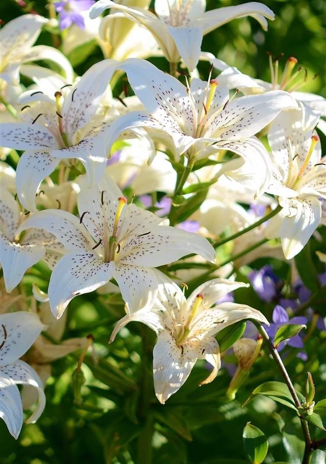 flor blanc 1