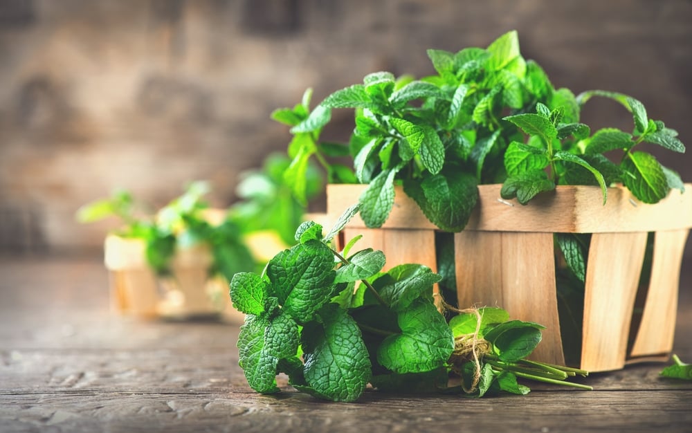 menta-beneficii-si-proprietati--de-ce-este-recomandat-sa-consumi-izma-buna
