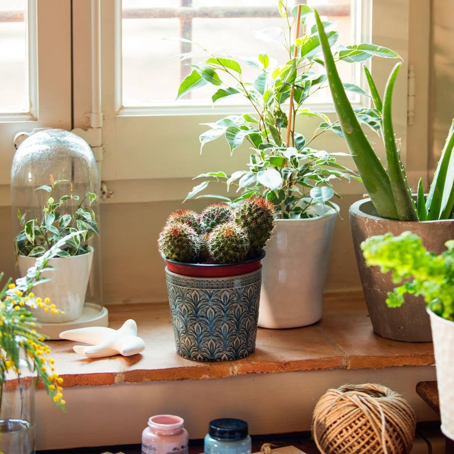 los-errores-mas-comunes-al-cuidar-un-cactus_5d4f9c04_00455469_230321100511_900x900