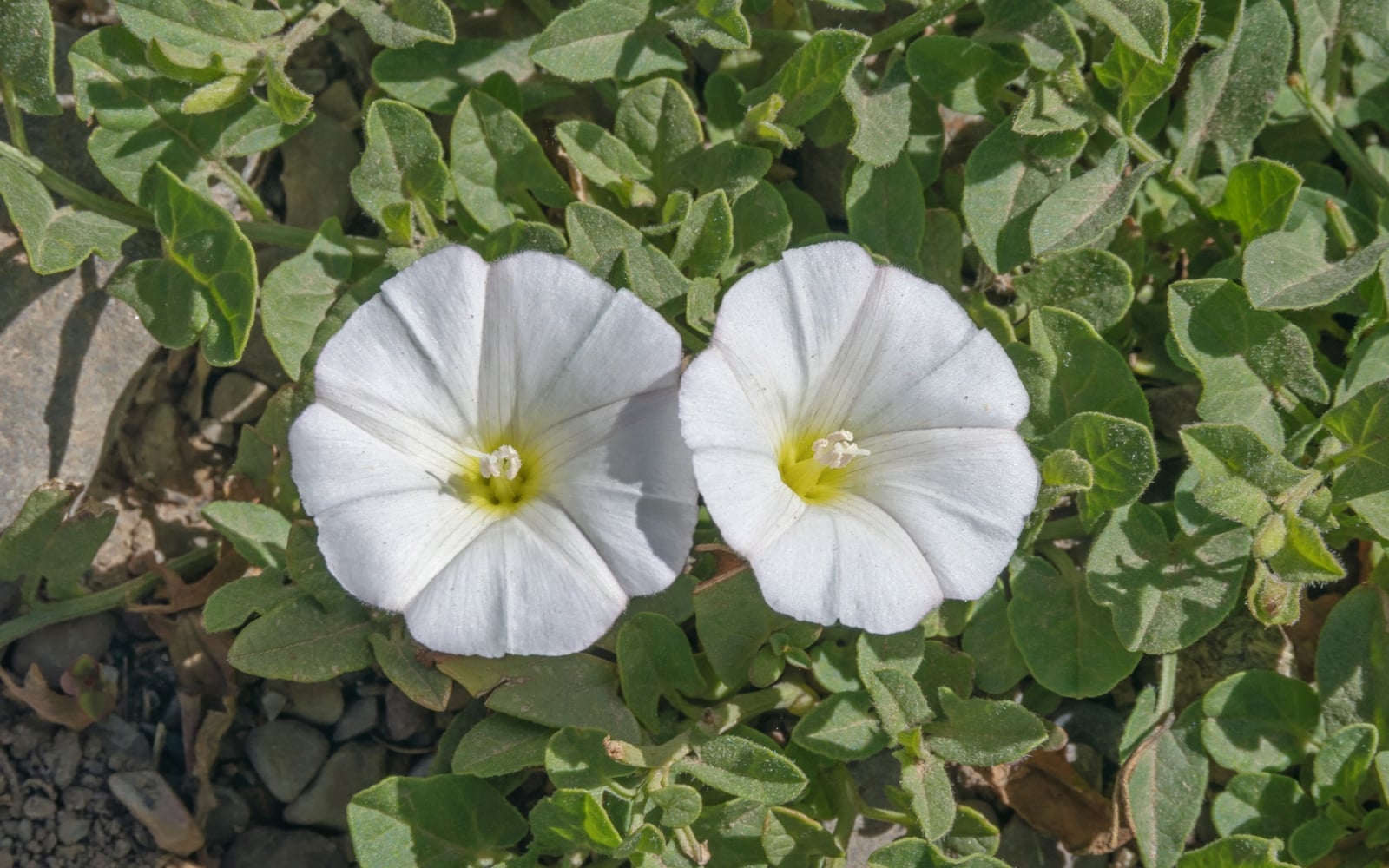 convolvulus_arvensis_dsc_1103
