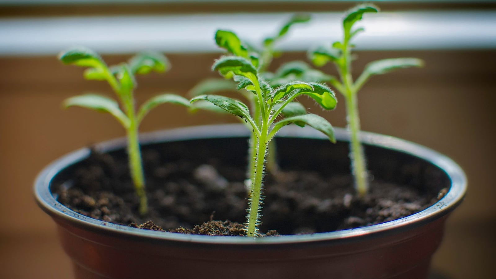 jardineria-reproducir-plantas-esquejes-XxXx80