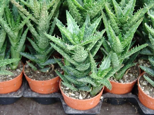 suculentas3