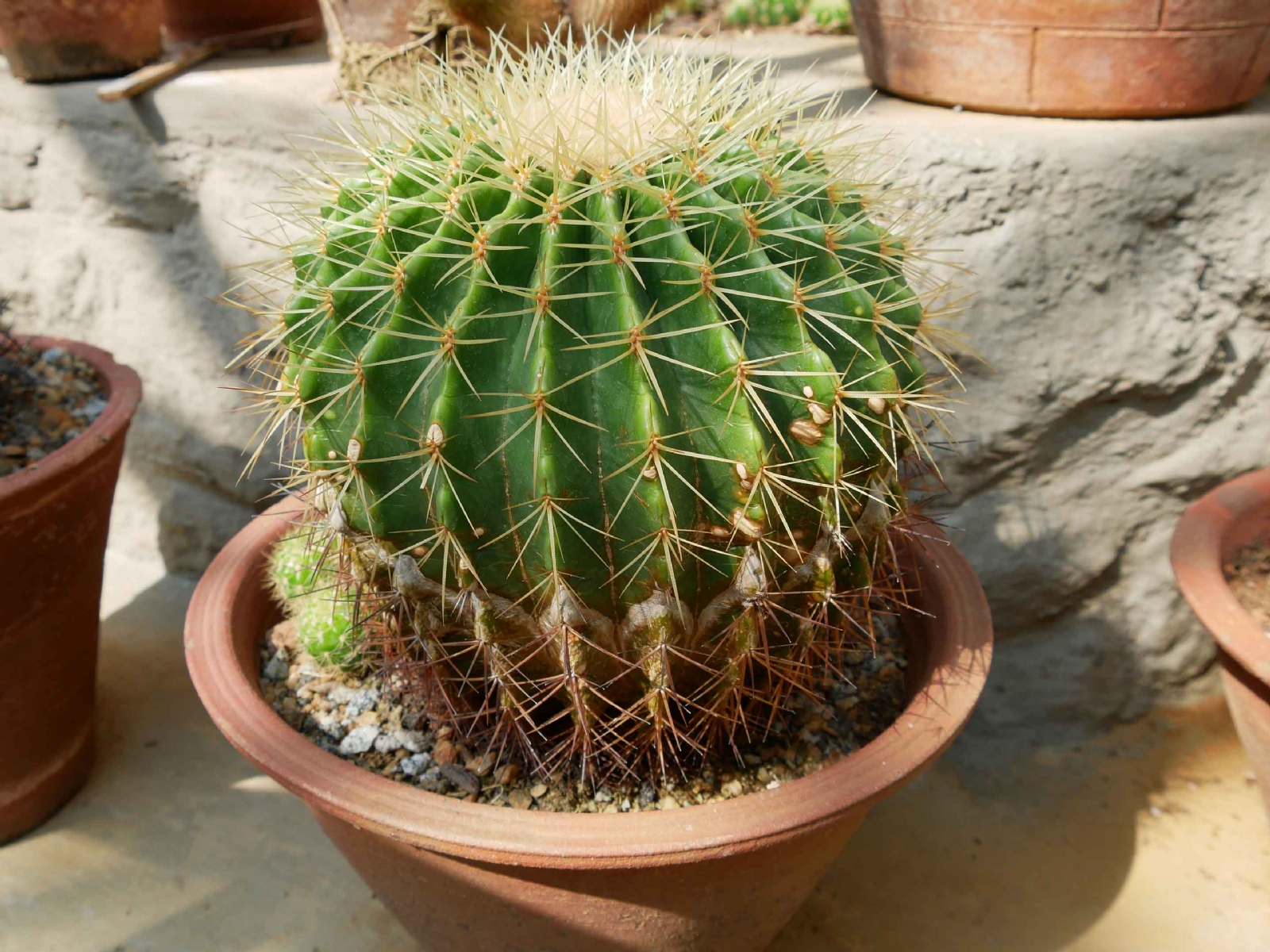 Kaktus Blumentopf