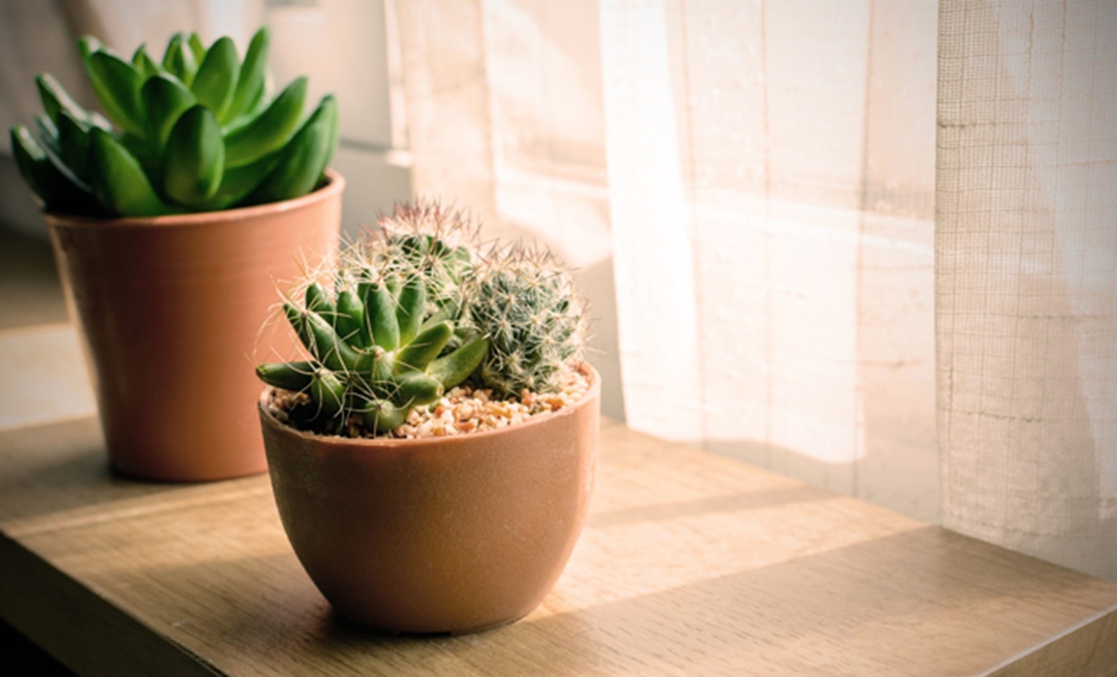 feng-shui-cactus3