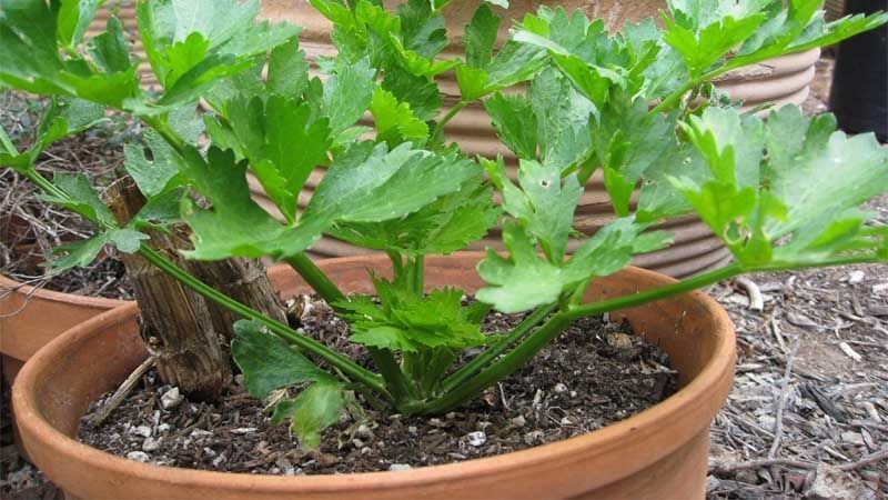 Cultivo-de-apio-en-macetas