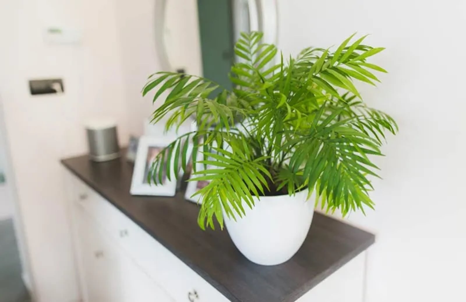 palmera-salon1-a