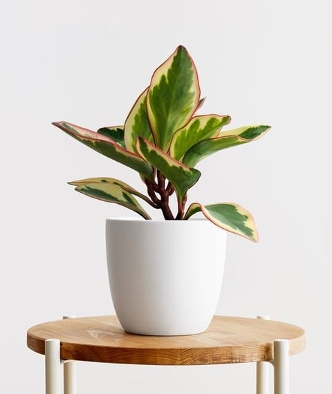 peperomia2