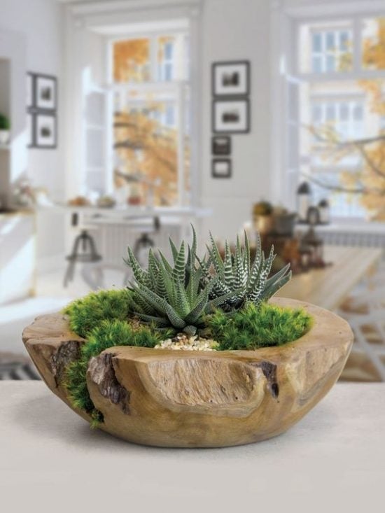 plantas1