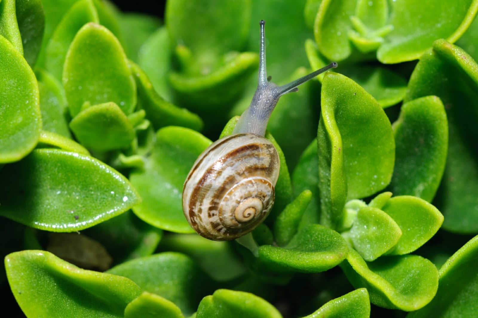 caracoles-trampa-en-plantas