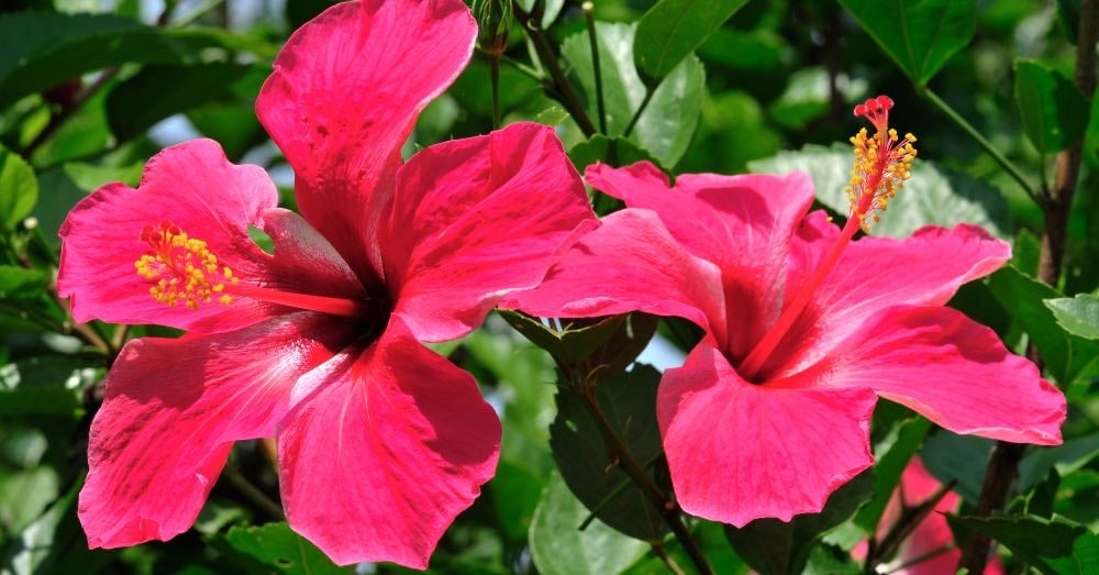 como-cultivar-hibiscus