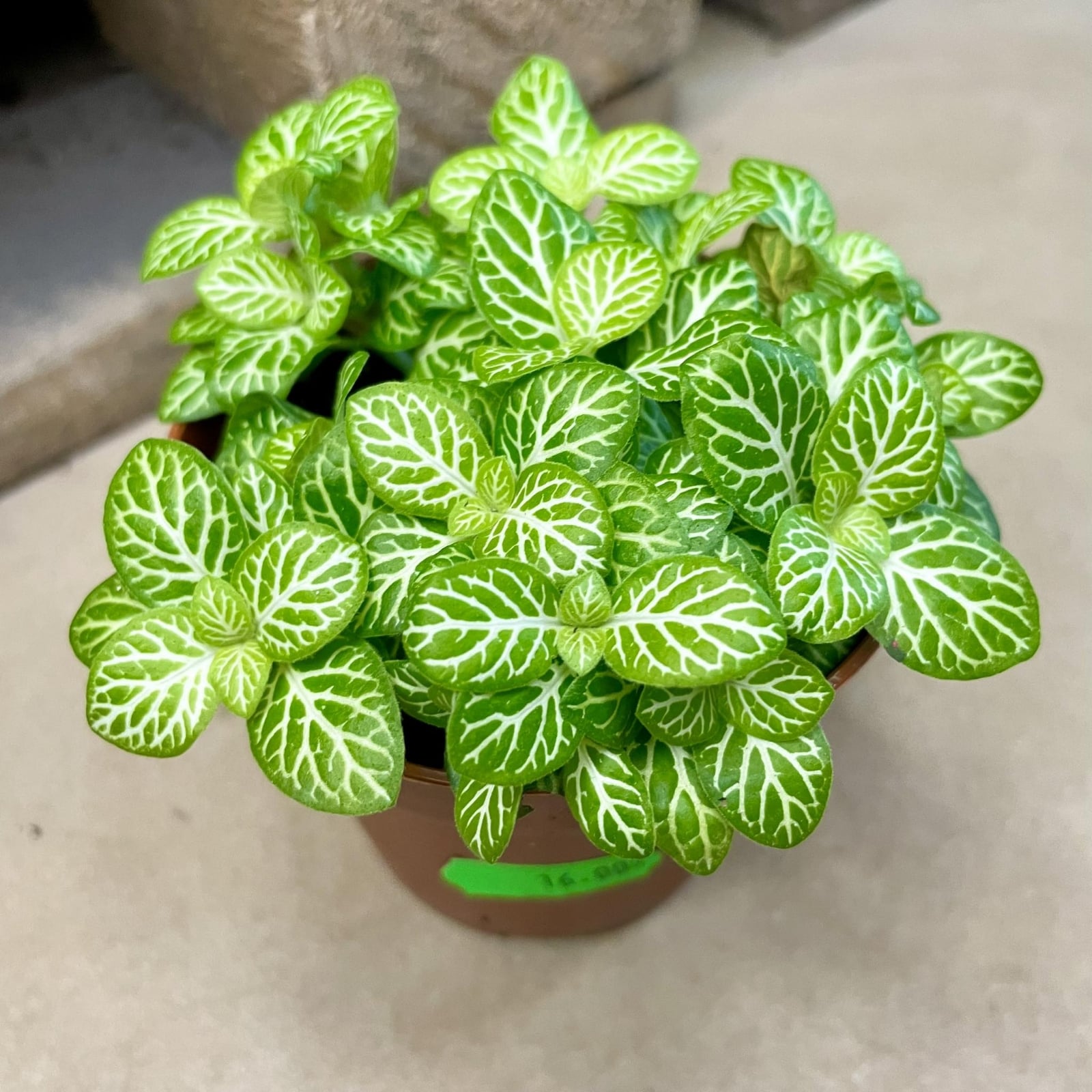 fitonia-Fittonia-Lemon-Bubble--3