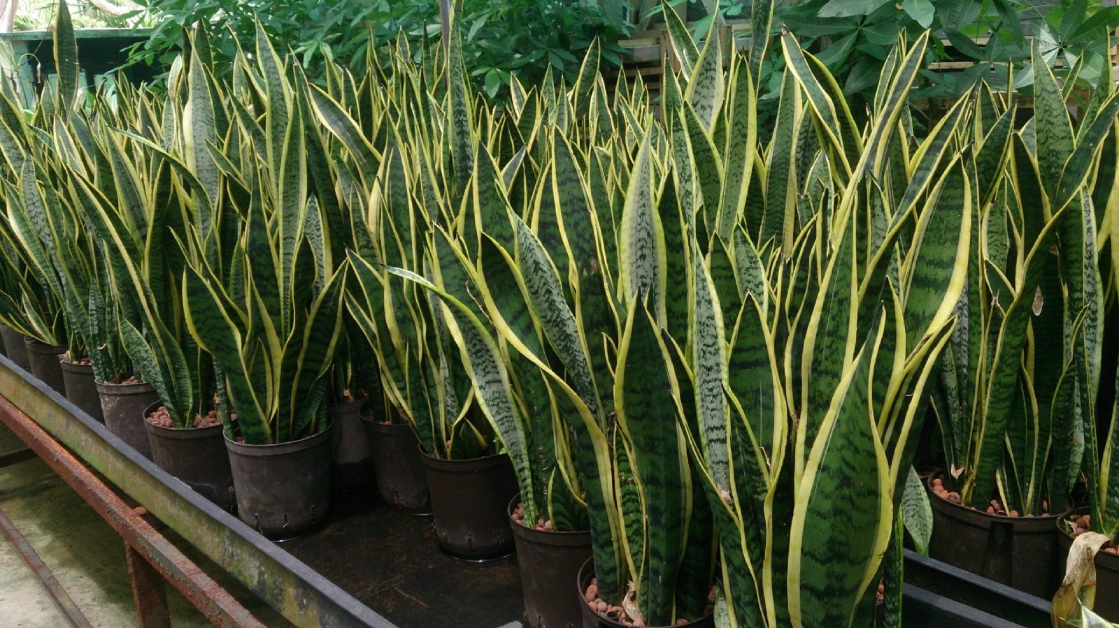 variedades-de-sansevieria-4