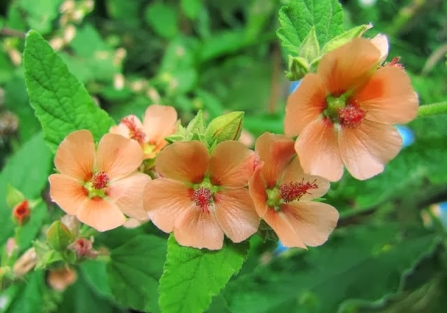 Sphaeralcea bonariensis 2