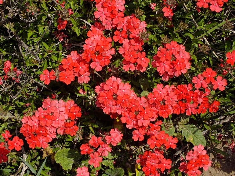 DSCF4759-770x577