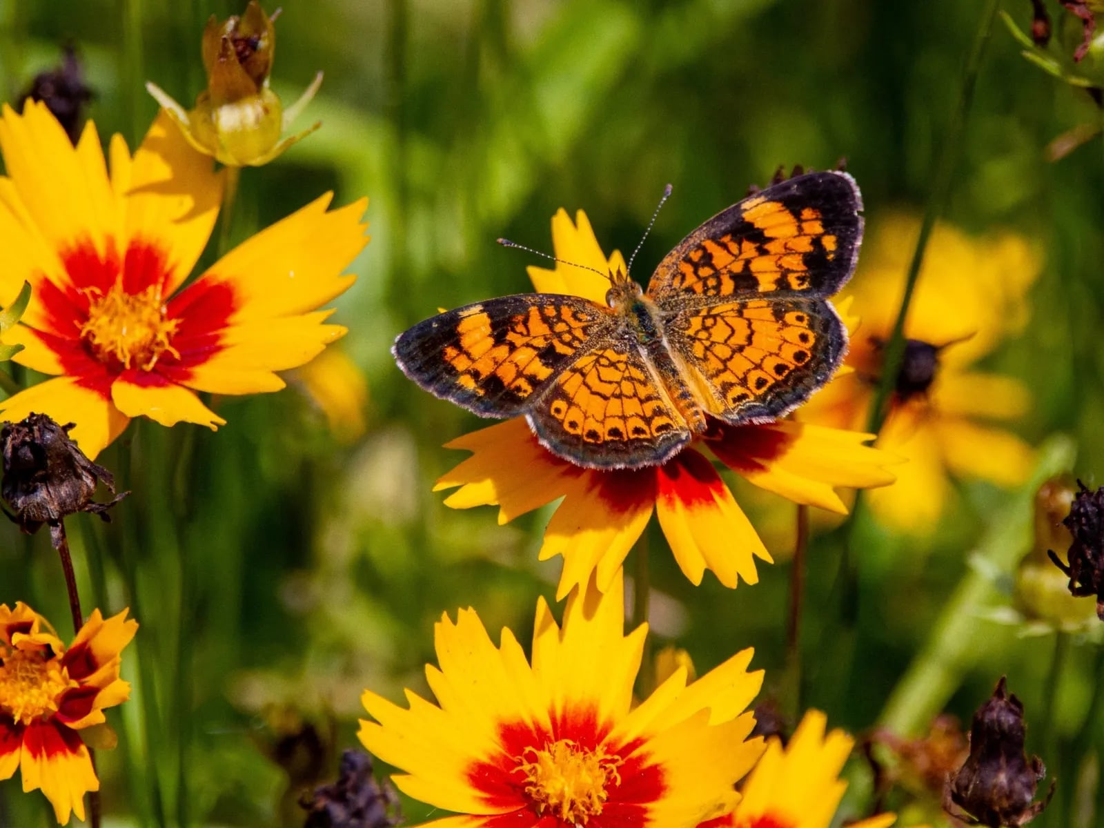 flores-para-atraer-mariposas-coreopsis