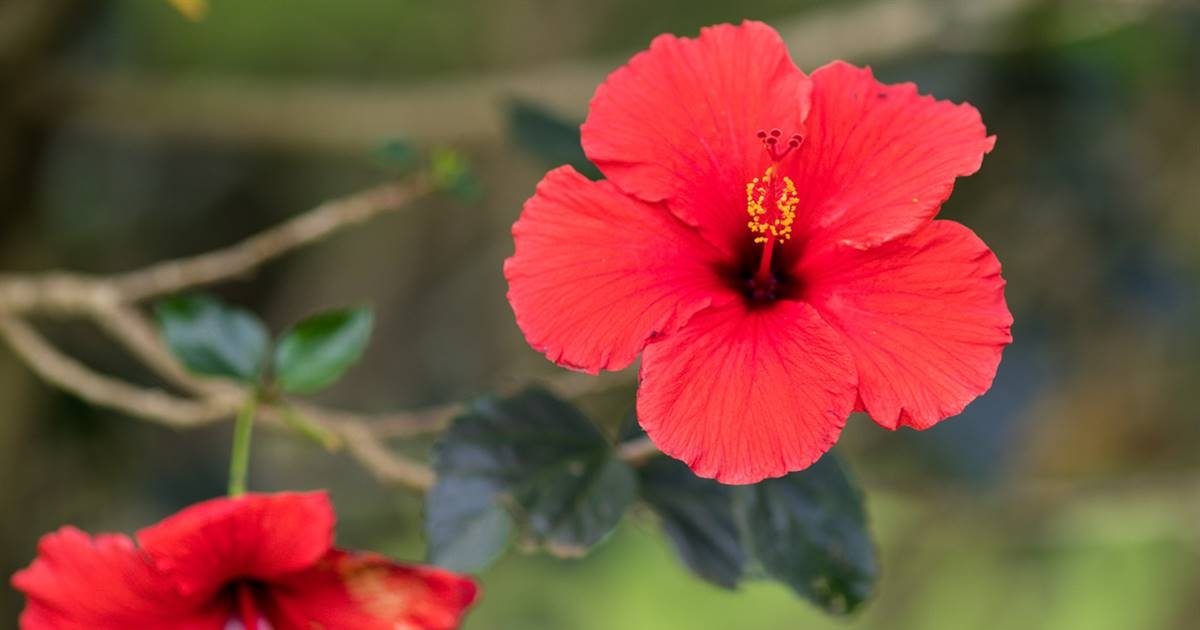 hibisco-color-rojo-clasico_26593c87_1200x630