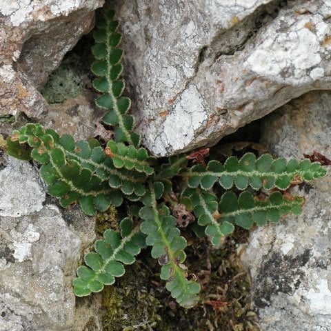 ruda de los muros2