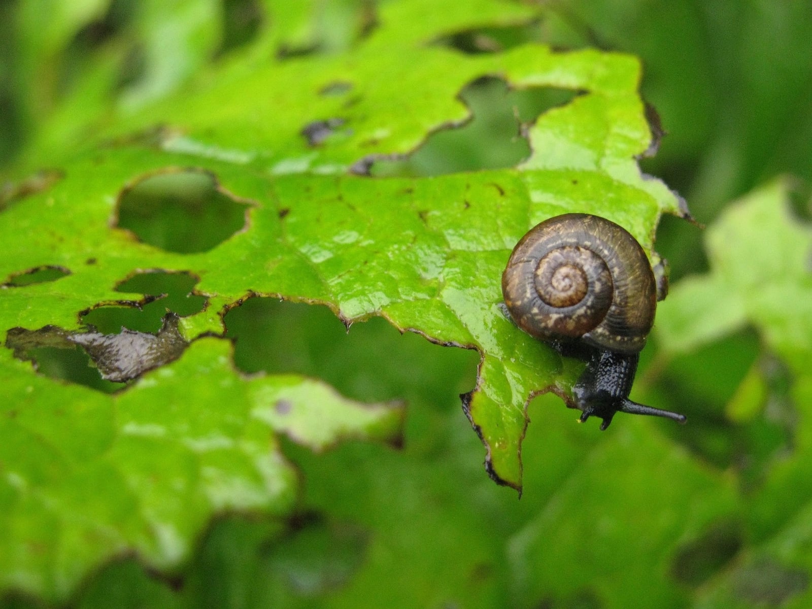 10-metodos-efectivos-para-controlar-caracoles-y-babosas-en-tu-jardin