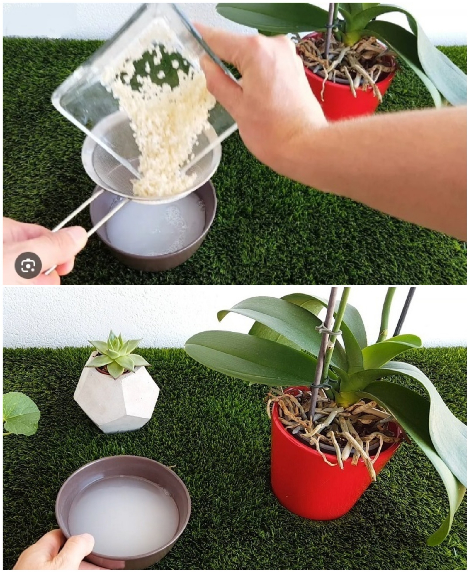 Fertilizante de plantas 01