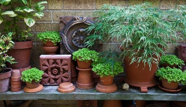 plantas5