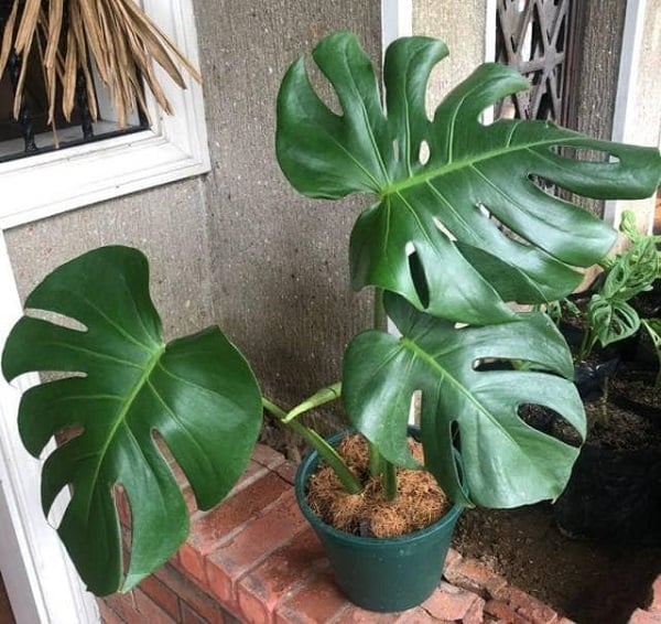 Monstera-Deliciosa-vs-Borsigiana-Diferencias-y-Similitudes