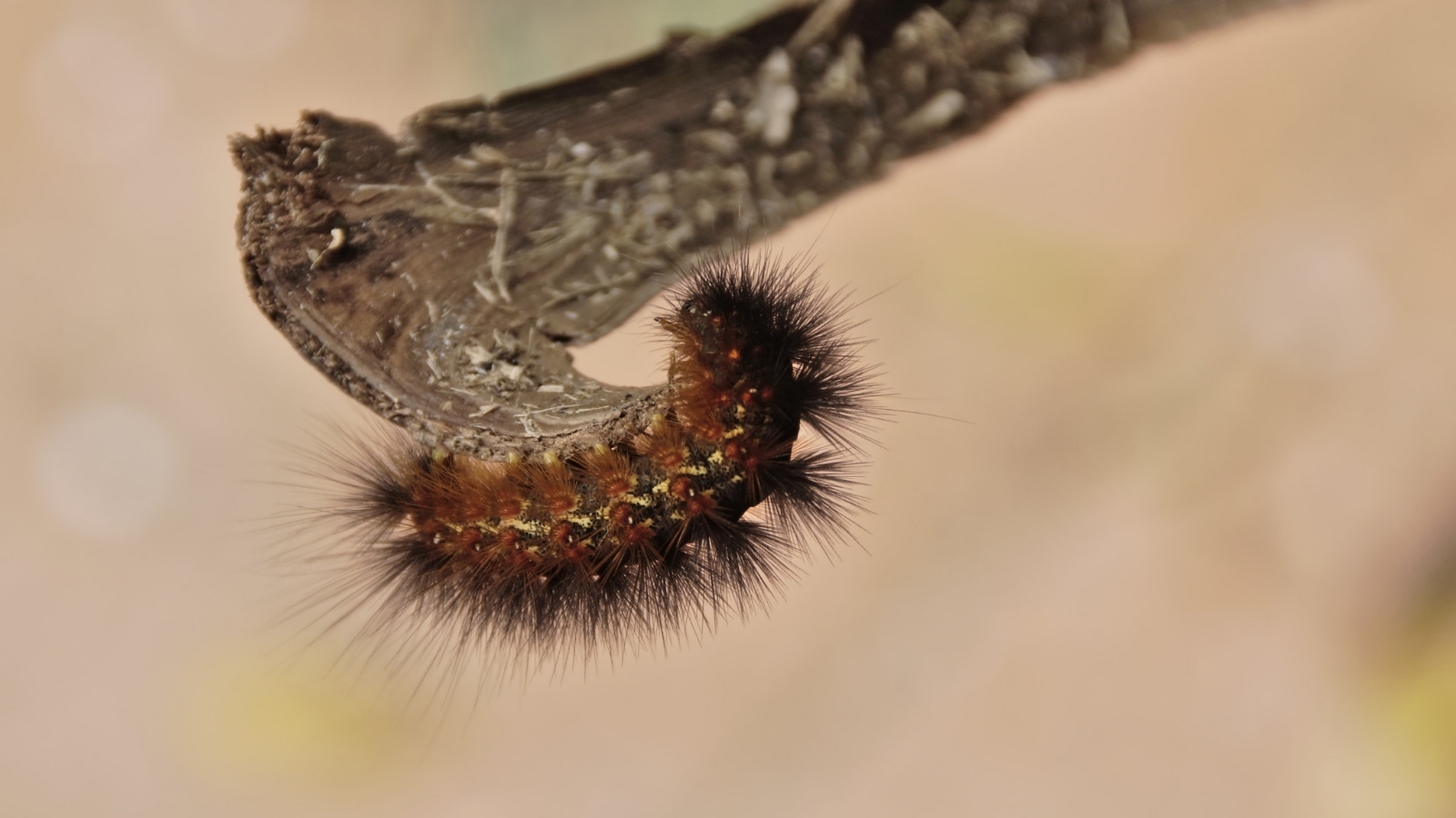 Hylesia_Nigricans_(204367215)