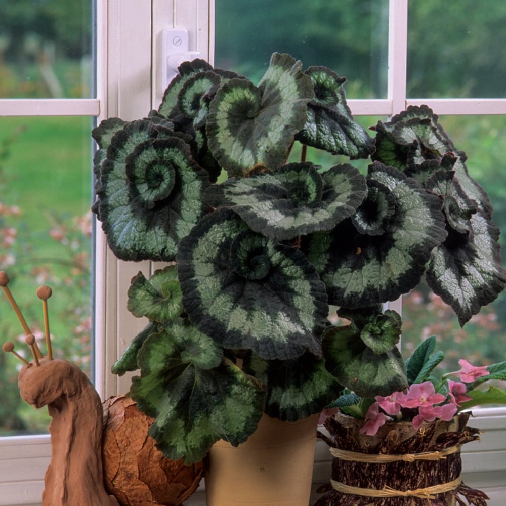 begonia4