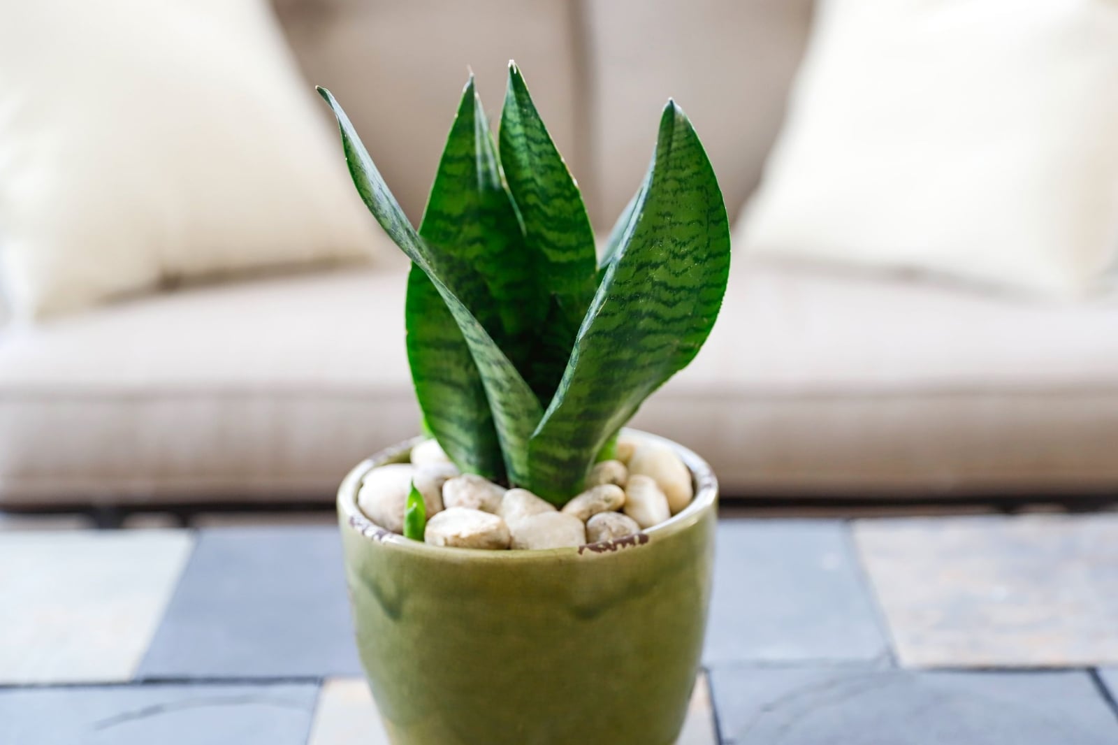 plantas1