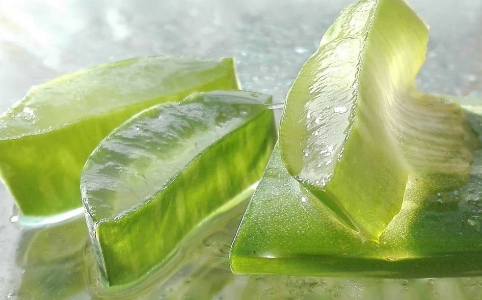 aloe vera1