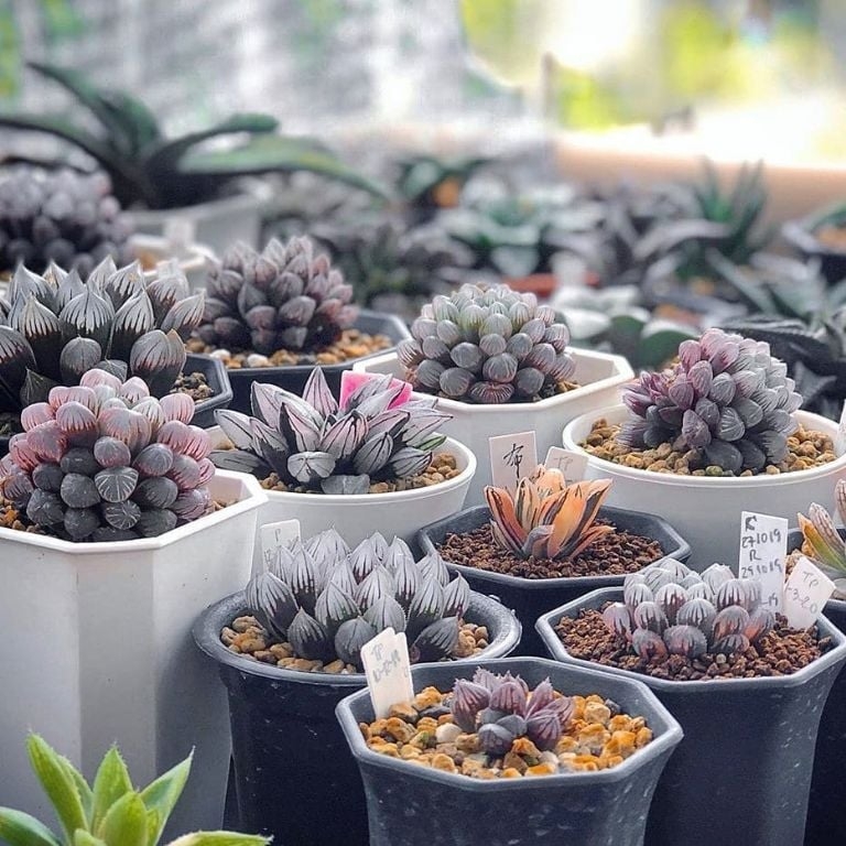 suculentas 2
